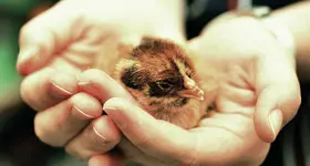 Gutscheine für Versicherungen